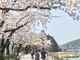 シトラさんの木曽川河畔犬山城の桜への投稿写真2