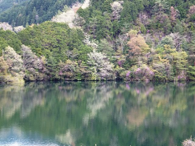 不思木の森公園から見たダム湖：桜満開の時は見事でしょう。_室生ダム