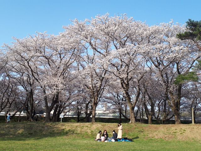 坂本青少年広場の桜】アクセス・営業時間・料金情報 - じゃらんnet