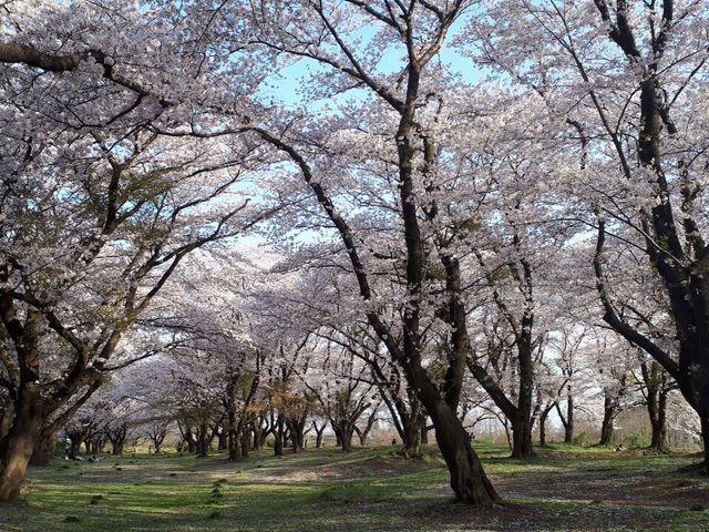 ��{���N�L��̍�!_��{���N�L��̍�