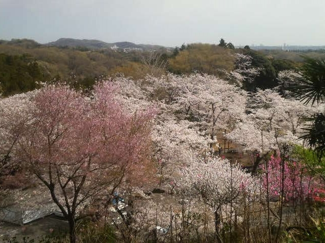 飯山観音の桜 アクセス 営業時間 料金情報 じゃらんnet