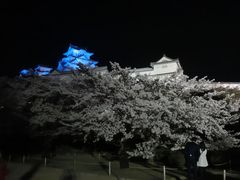 幻想的です_姫路城の桜