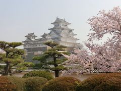 忘れ難い美しさです_姫路城の桜