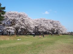 もぐらドンチャックさんの坂本青少年広場の桜への投稿写真1