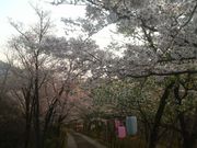 Ƃ񂳂̍O@R̃TN̓eʐ^3