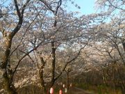 Ƃ񂳂̍O@R̃TN̓eʐ^4