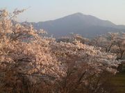 Ƃ񂳂̍O@R̃TN̓eʐ^5