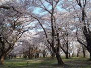 h`bN̍{NL̍̓eʐ^4