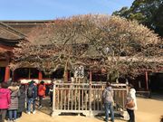 topology̑ɕ{V{̔~̓eʐ^1