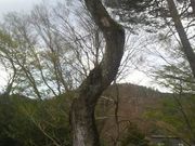 Ƃ񂳂̓R̃TCJ`̓eʐ^3