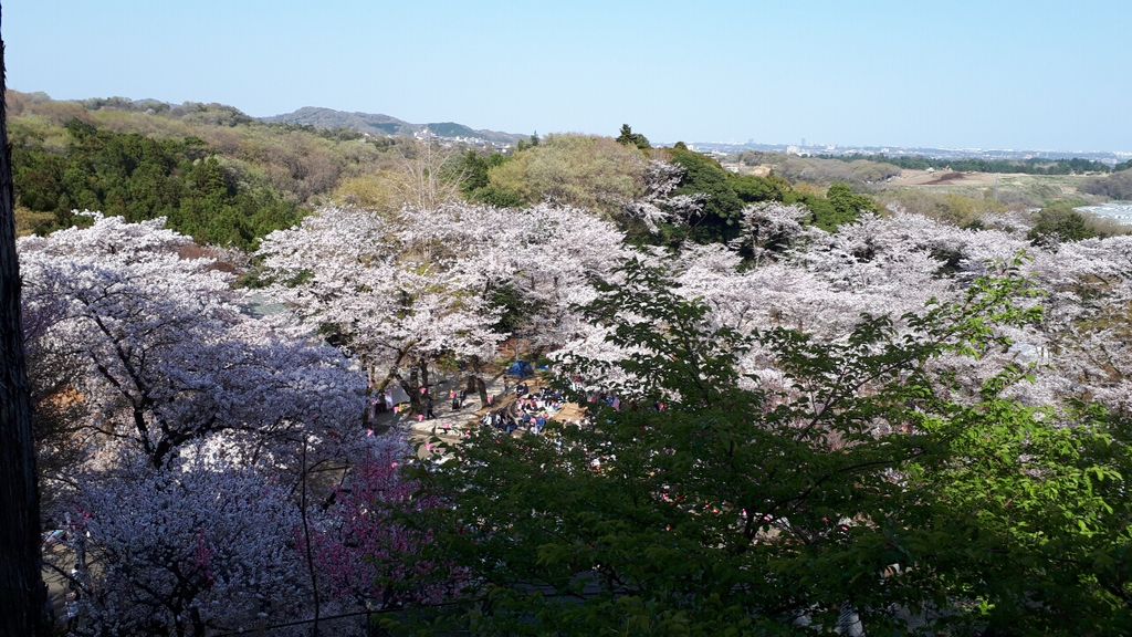 飯山白山森林公園の桜 アクセス 営業時間 料金情報 じゃらんnet