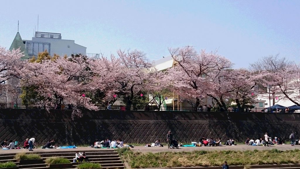 柏尾川堤の桜
