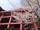 まんまさんの祐徳稲荷神社の桜への投稿写真3