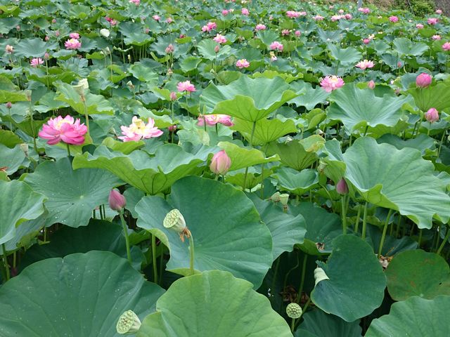 ǂ݂̋{n₷炬̗̓eʐ^4