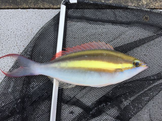 �ނꂽ��1_���C�����}���������Ȃ�