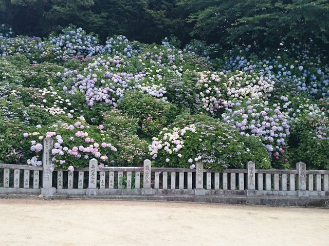 ���z�Ԃ������ς�_����_�Ђ̃A�W�T�C