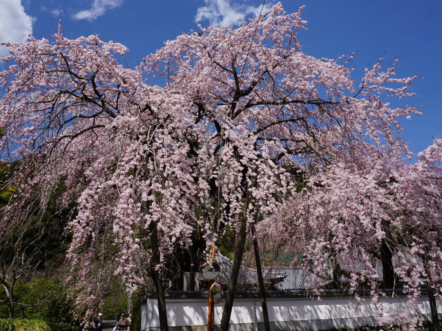 明王寺しだれ桜】アクセス・営業時間・料金情報 - じゃらんnet