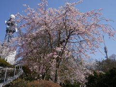 カメチャンさんの眉山の桜への投稿写真1