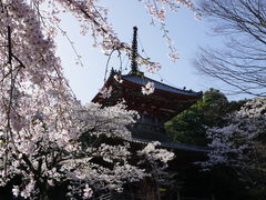 カメチャンさんの8番札所熊谷寺の投稿写真2
