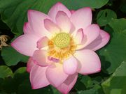 ǂ݂̋{n₷炬̗̓eʐ^2