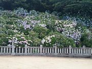 ǂ݂̈_Ђ̃AWTC̓eʐ^1