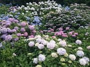 ǂ݂̈_Ђ̃AWTC̓eʐ^2