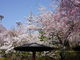 カメチャンさんの眉山の桜への投稿写真4