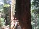 鶴亀松竹梅扇さんの智満寺の十本杉の投稿写真3