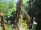 鶴亀松竹梅扇さんの智満寺の十本杉の投稿写真4