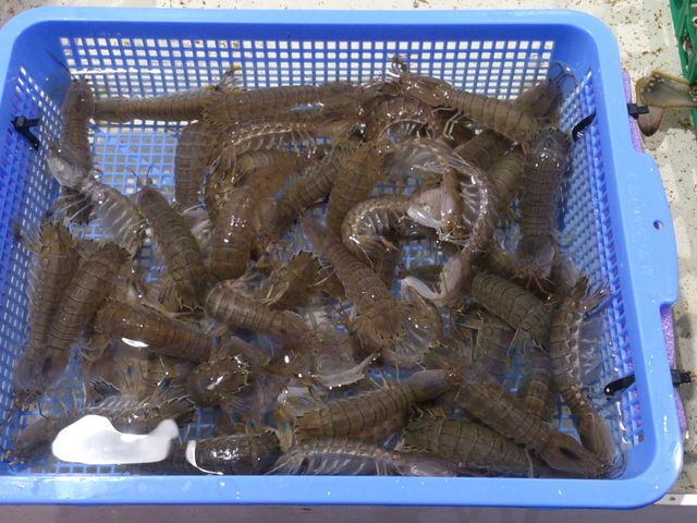 ���y�Y�ɔ������V���R�B�B
�����������܁`�I_�����Y�{�X �l�Ă��o�[�x�L���[