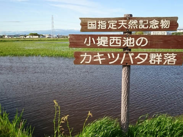 ܂̏琼r̃JLco^Q̓eʐ^1