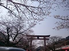 あんちゃんさんの祐徳稲荷神社の桜への投稿写真1