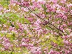 フルスピードさんの高地谷林道八重桜の投稿写真1