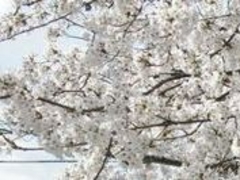 フルスピードさんの熊坂川河畔の桜並木の投稿写真1