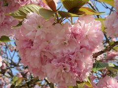 じゅうぞうさんの静峰ふるさと公園の八重桜の投稿写真6