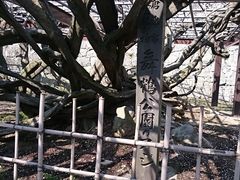 あんちゃんさんの舞鶴公園の藤への投稿写真1