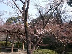あんちゃんさんの西渓公園のツツジ・桜への投稿写真1