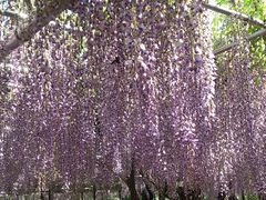 岡崎公園の五万石藤の口コミ一覧 じゃらんnet