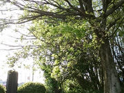 tyrelli̗Sꗢ˂̓eʐ^1