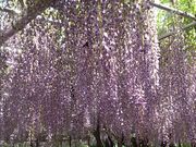 }Xꂳ̉̌ܖΓ̓eʐ^1