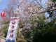あんちゃんさんの舞鶴公園の桜の投稿写真1
