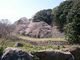 あんちゃんさんの名護屋城跡の桜への投稿写真3