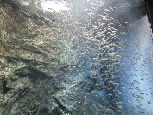 たくさんのシロザケの稚魚_サケのふるさと千歳水族館