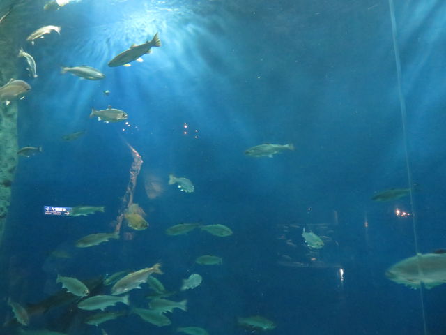 ��ԑ傫������_�T�P�̂ӂ邳�Ɛ�ΐ�����