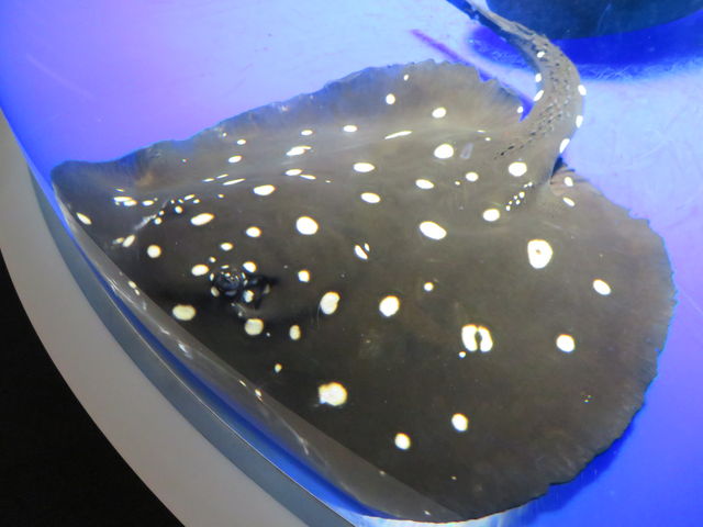 �G�C�����܂�_�T�P�̂ӂ邳�Ɛ�ΐ�����