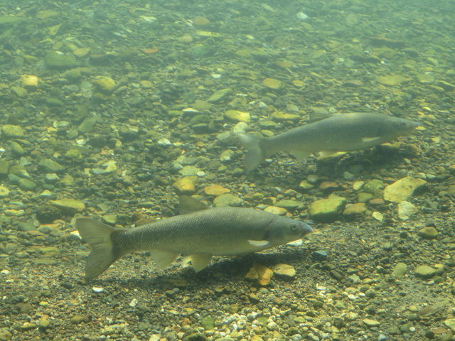 �{���̎��R�̐�ΐ�̐��_�T�P�̂ӂ邳�Ɛ�ΐ�����