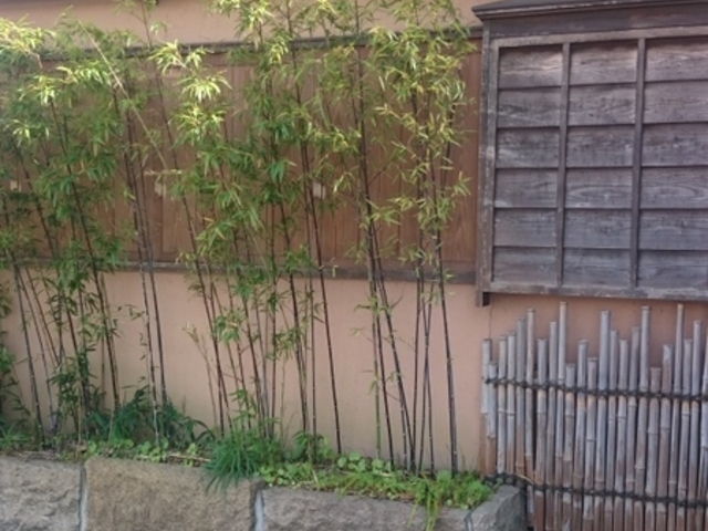 KAZẐ͂H@ˉƂ̓eʐ^1