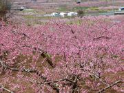 �C�[�X�g�E�b�h����̏��R�隬�̓��e�ʐ^3