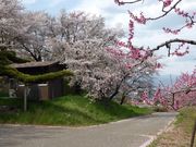 �C�[�X�g�E�b�h����̏��R�隬�̓��e�ʐ^4