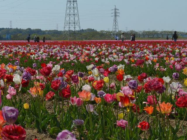 �`���[���b�v��_�I�����_���ԃ��[�t�f